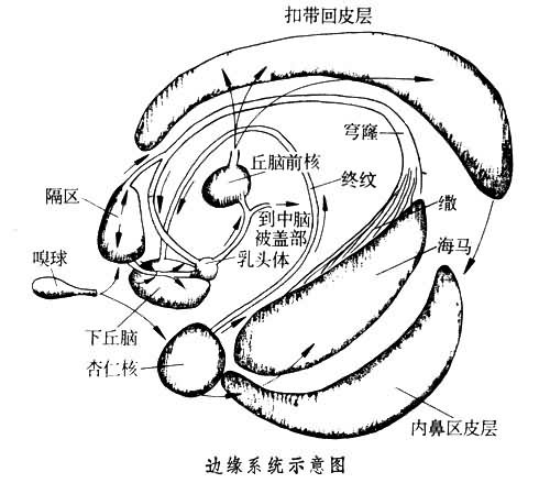 邊緣系統(tǒng)