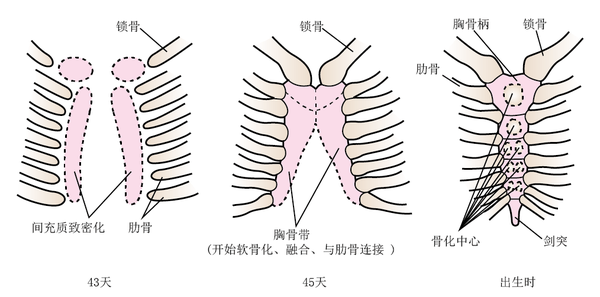 胸骨的發(fā)生