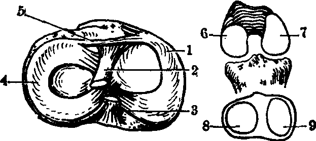 膝關節(jié)