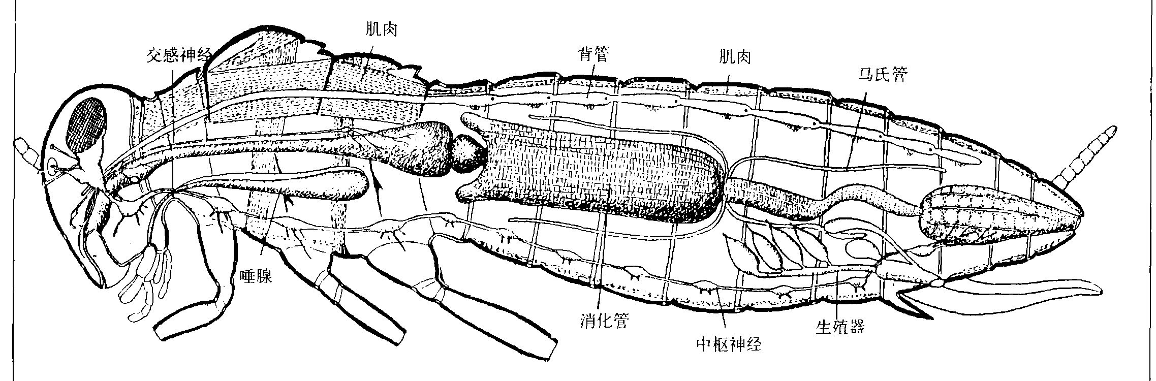 (四)昆蟲內(nèi)部器官的構(gòu)造