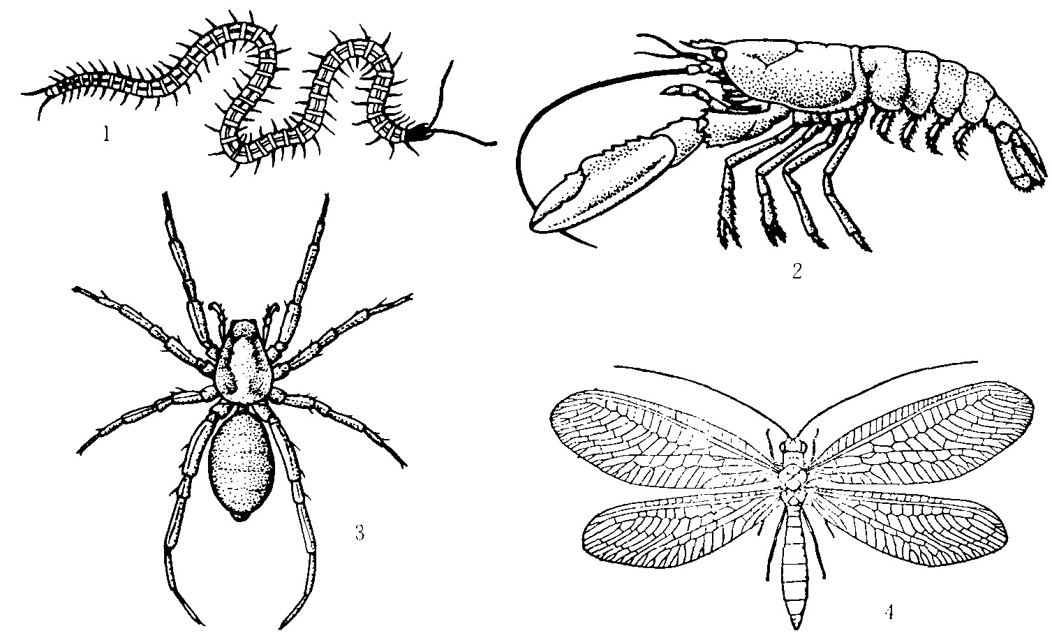 二、節(jié)肢動(dòng)物門的特征與分綱