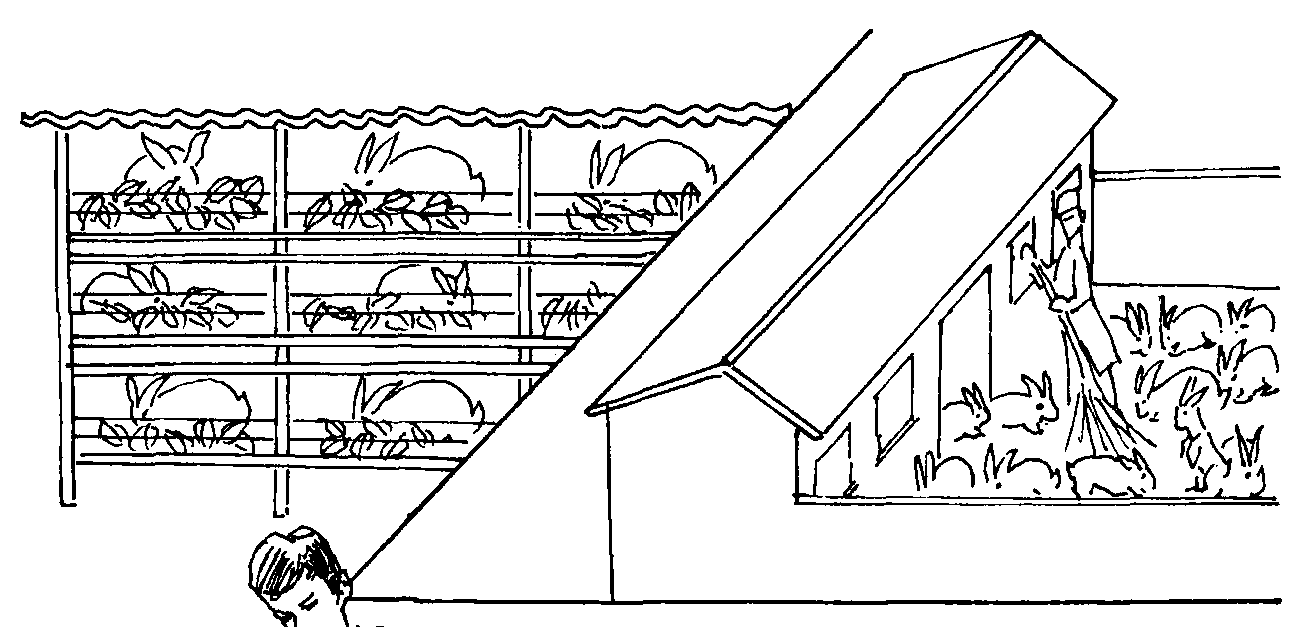 五、家兔的飼養(yǎng)經(jīng)營訣竅