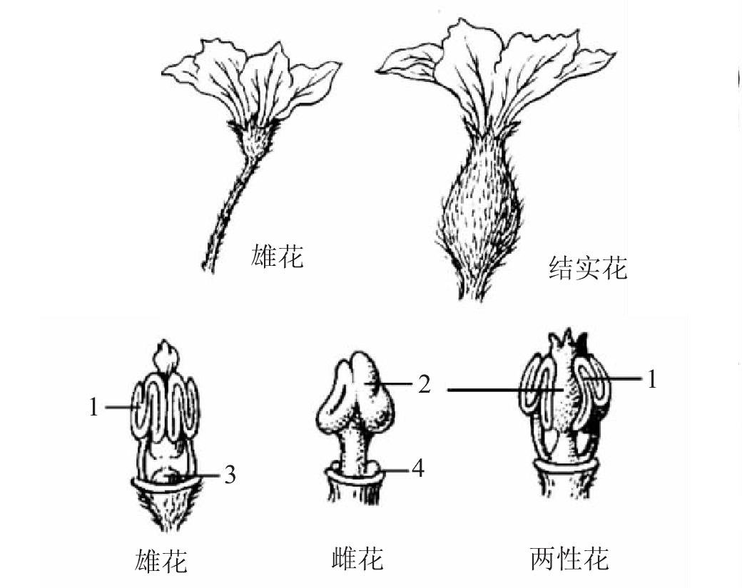 四、花