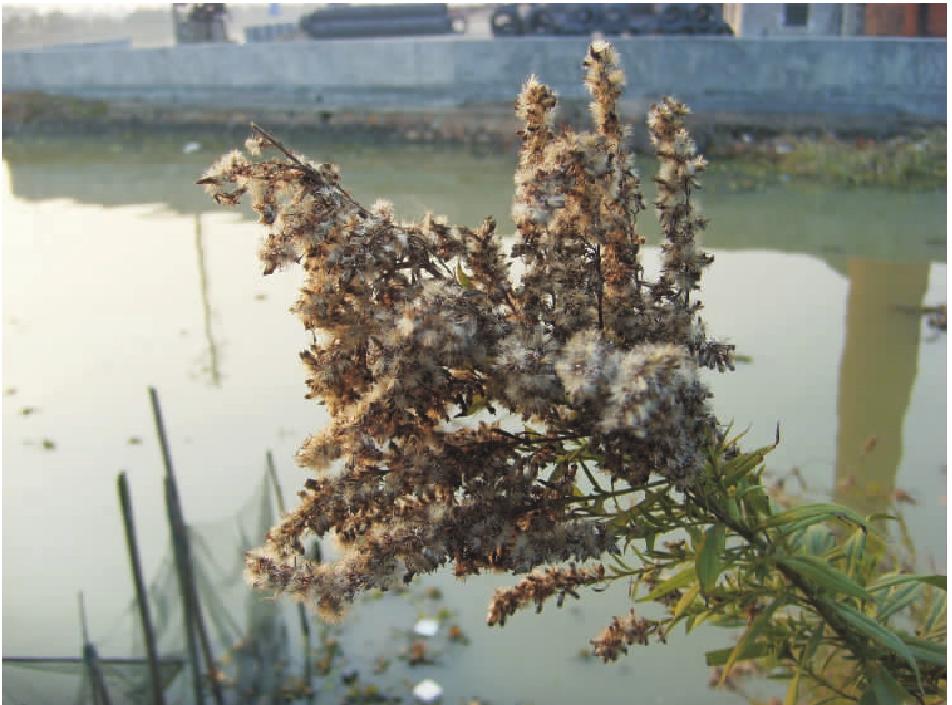 加拿大一枝黃花