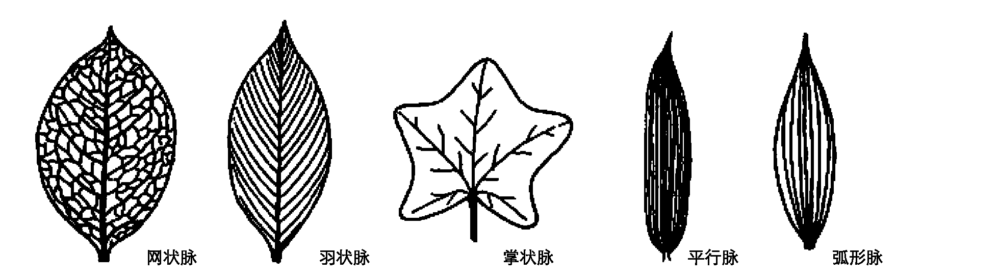 二、植物的器官